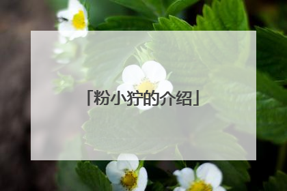 粉小狞的介绍