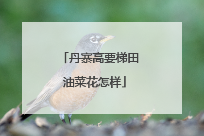 丹寨高要梯田油菜花怎样