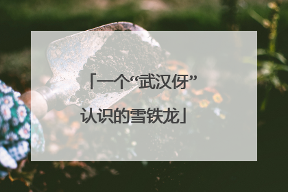 一个“武汉伢”认识的雪铁龙