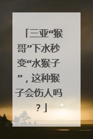 三亚“猴哥”下水秒变“水猴子”，这种猴子会伤人吗？