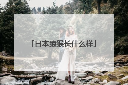 日本猿猴长什么样