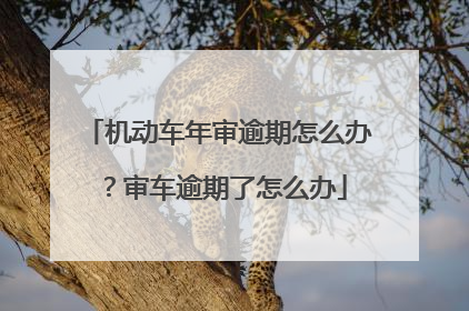 机动车年审逾期怎么办？审车逾期了怎么办