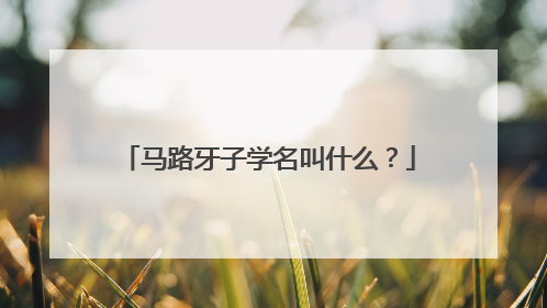 马路牙子学名叫什么？